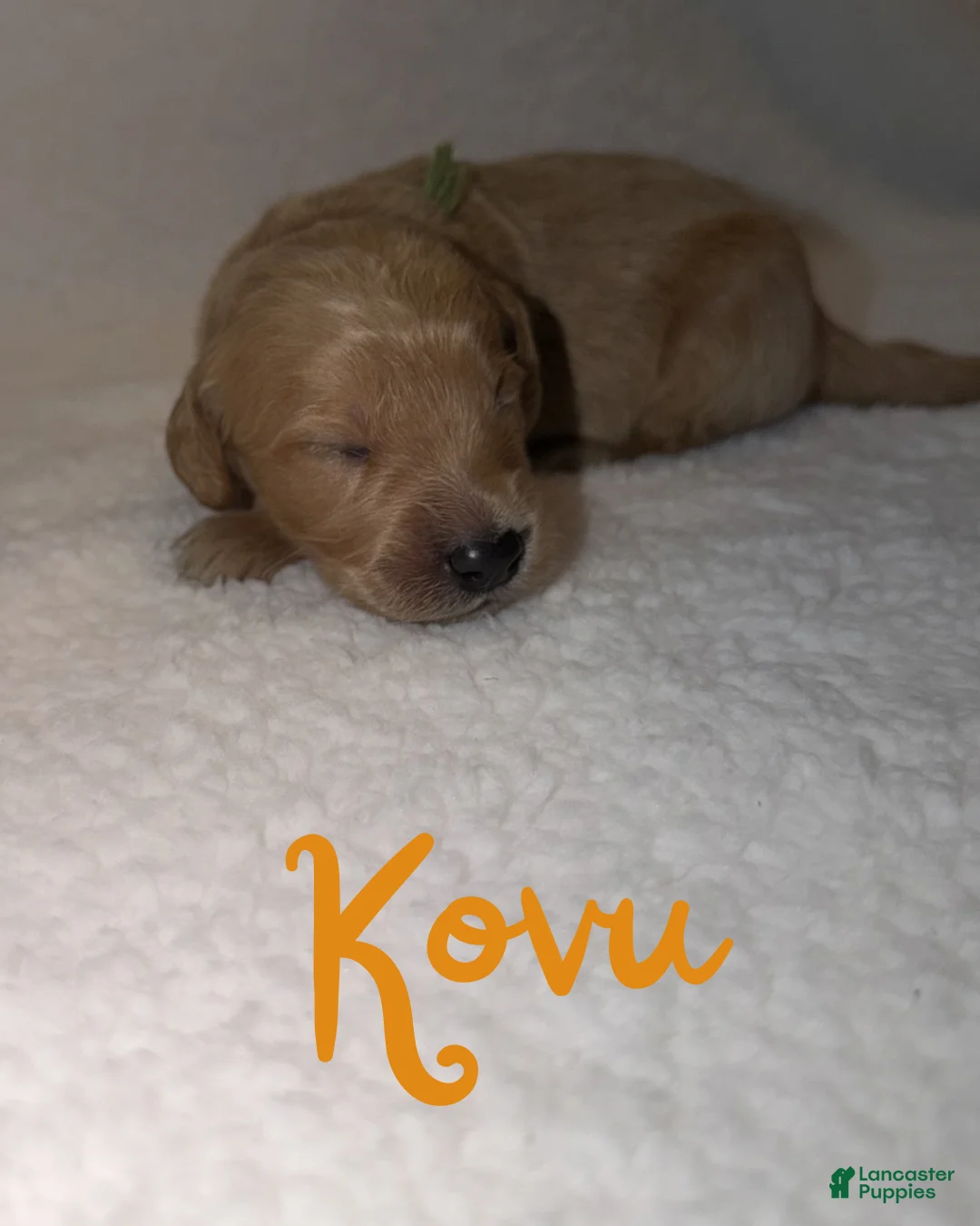 Goldendoodle dogs for sale: Kovu - Ad 1