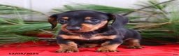 Miniature Dachshund dogs for sale: Toby - Ad 2