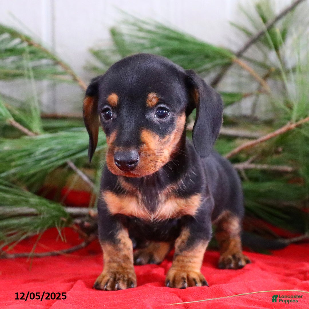 Miniature Dachshund dogs for sale: Toby - Ad 2