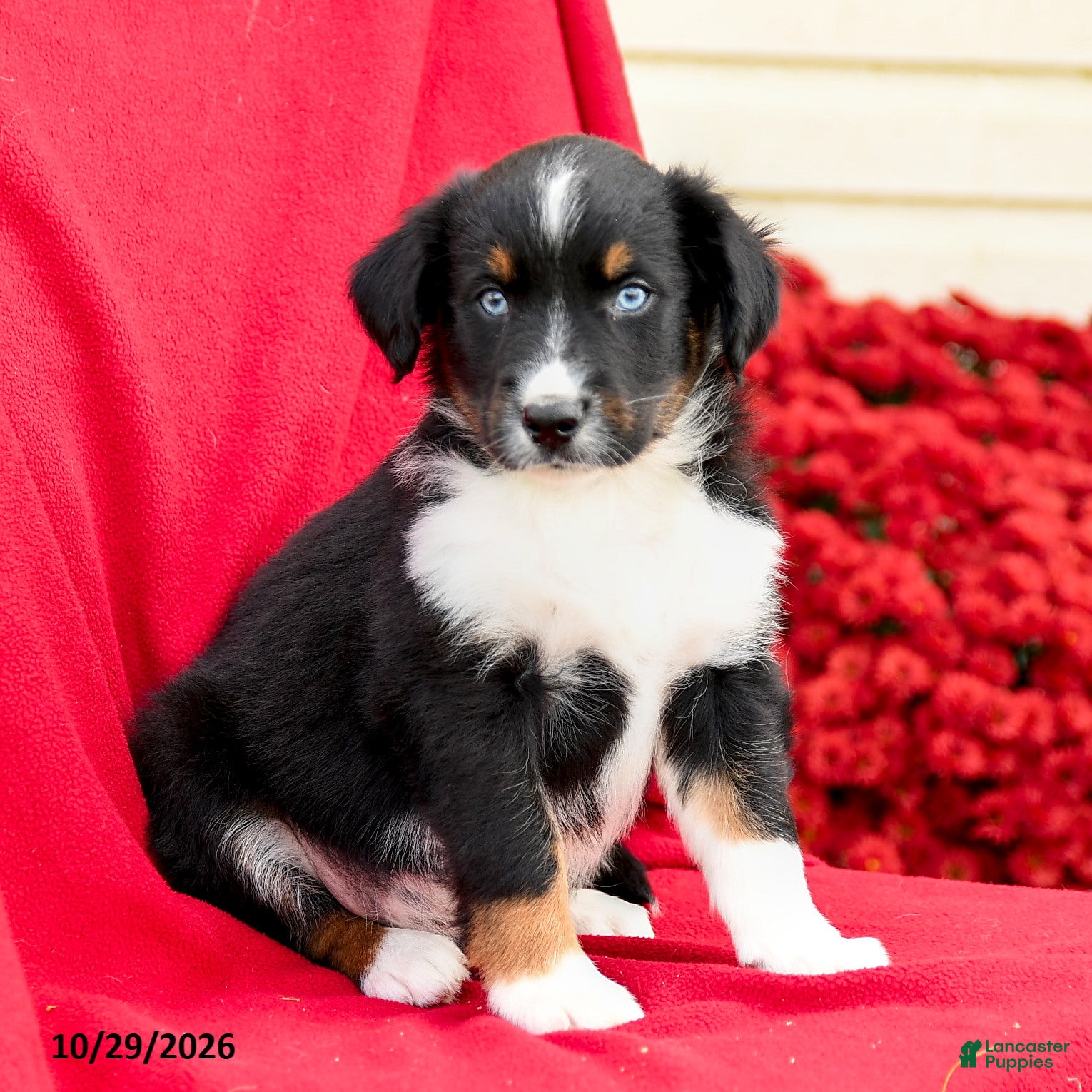 Australian Shepherd dogs for sale: Maverick - Ad 1