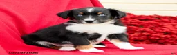Australian Shepherd dogs for sale: Maverick - Ad 1