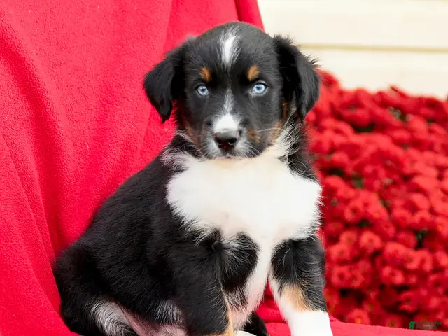 Australian Shepherd dogs for sale: Maverick - Ad 1