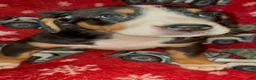 Greater Swiss Mountain Dog dogs for sale: Holly  - Ad 7
