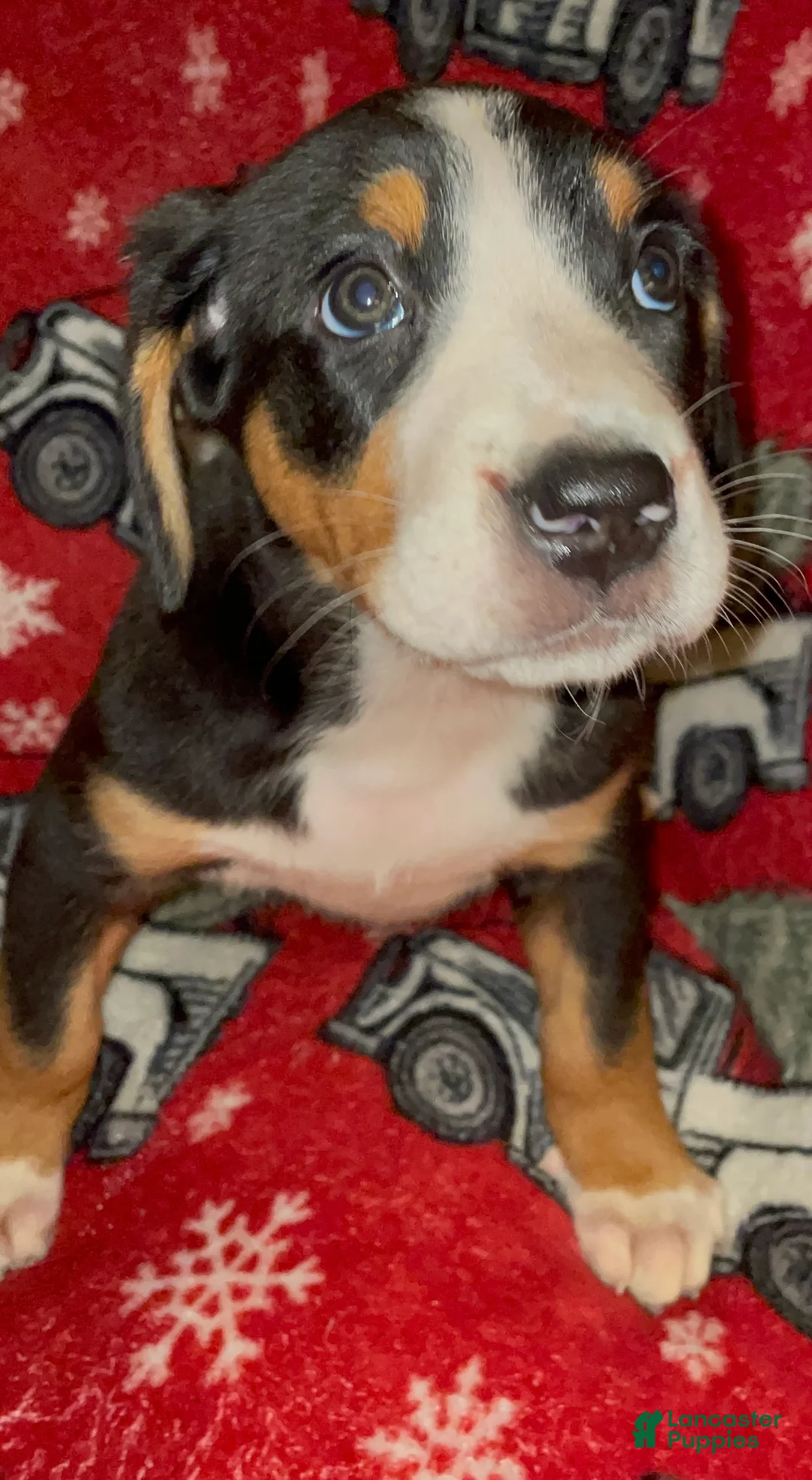 Greater Swiss Mountain Dog dogs for sale: Holly  - Ad 7