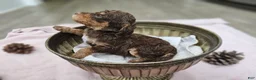 Standard Poodle dogs for sale: Padmè - Ad 11