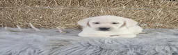 Labrador Retriever dogs for sale: Jordan - Ad 2