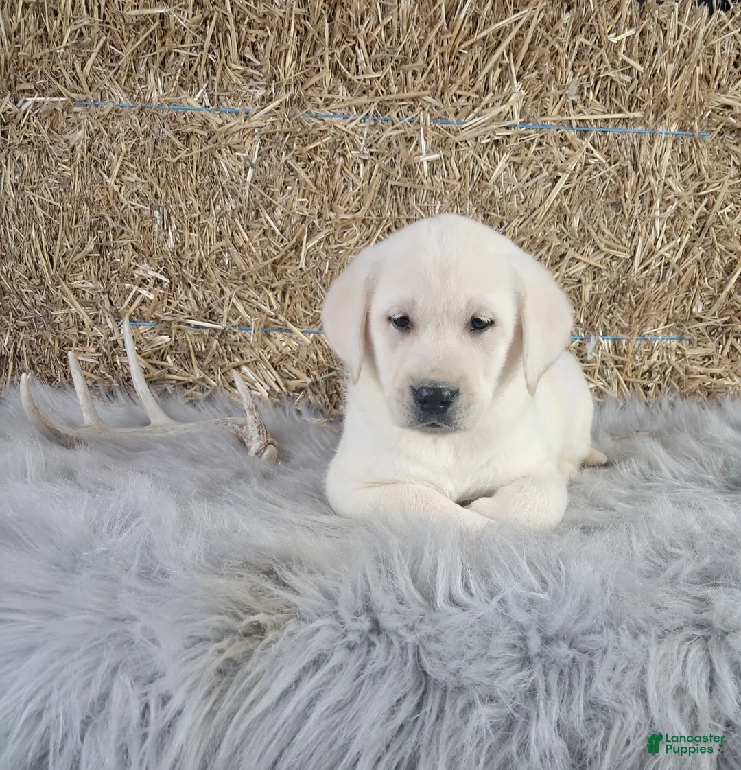 Labrador Retriever dogs for sale: Jordan - Ad 2