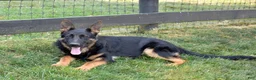German Shepherd dogs for sale: Diamond - Ad 4