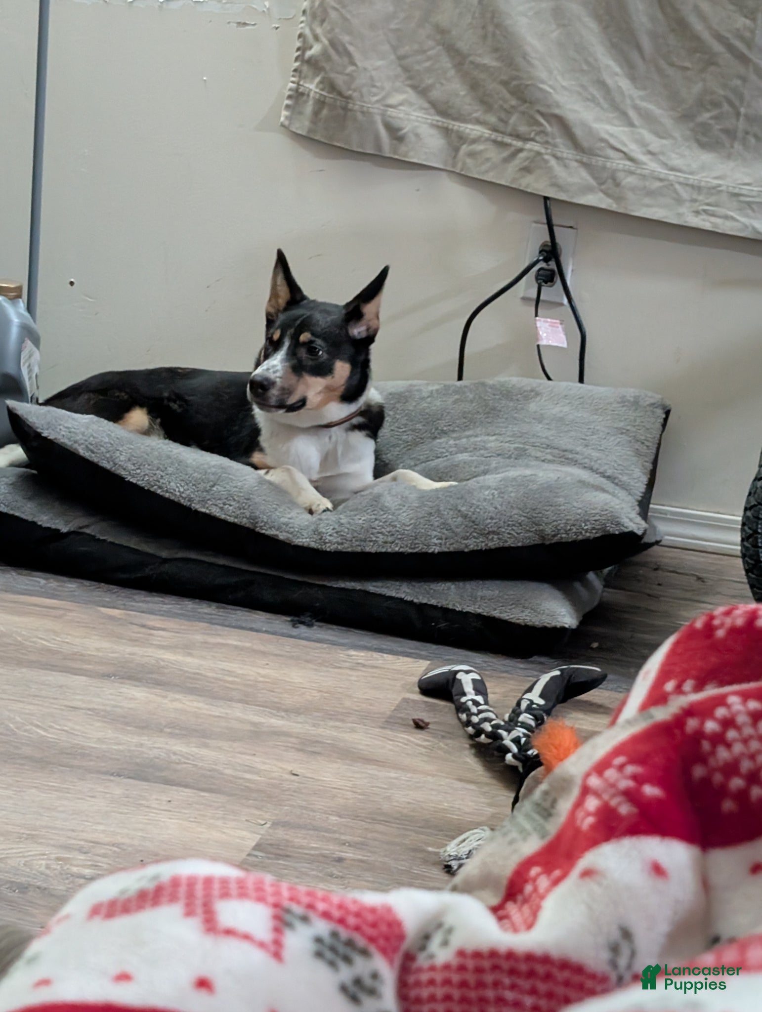 Mixed Breed dogs Mixed Breed - Ad 1