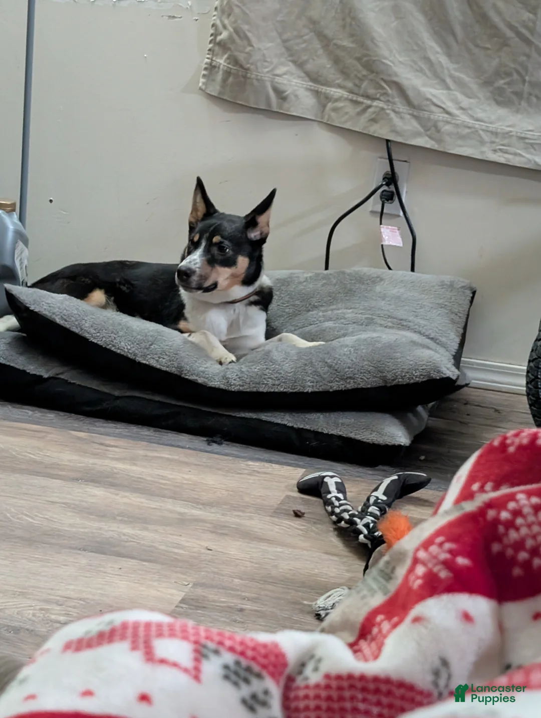 Mixed Breed dogs for sale: Mixed Breed - Ad 1