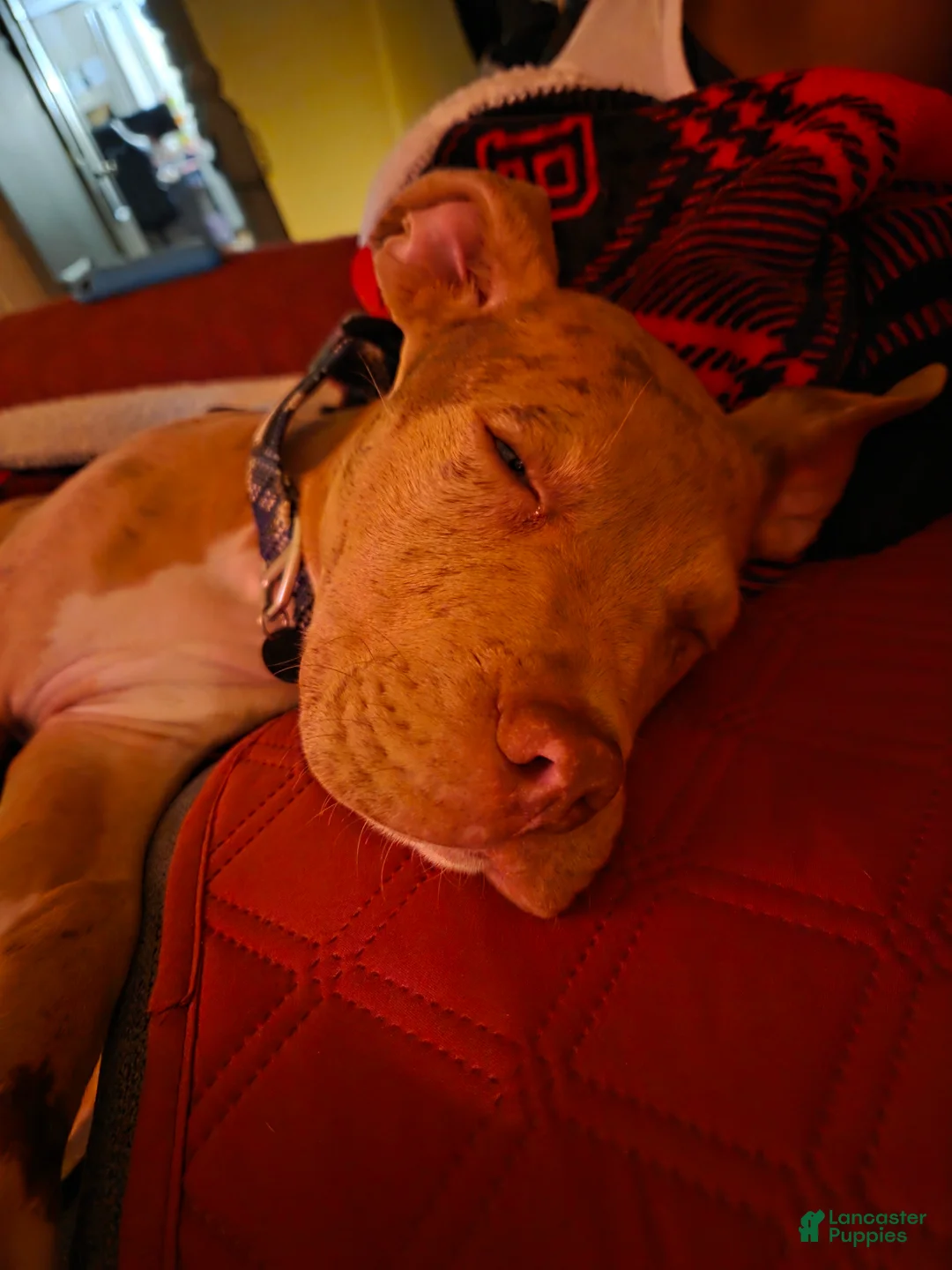 American Pit Bull Terrier dogs for sale: American Pit Bull Terrier 1 - Ad 2