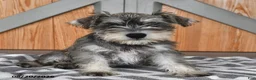 Miniature Schnauzer dogs for sale: Martha - Ad 4