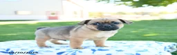 Jug dogs for sale: Spice - Ad 3