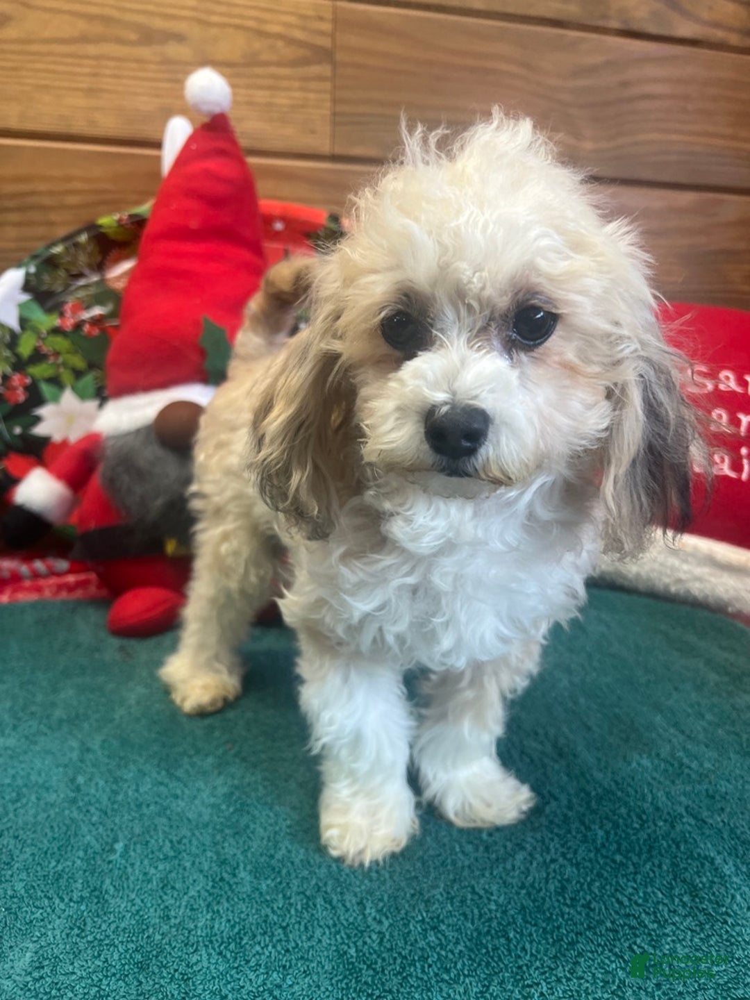 Maltipoo dogs for sale: Sanders - Ad 3
