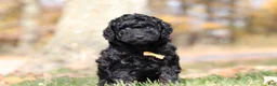 Miniature Poodle dogs for sale: Jared (AKC) - Ad 4