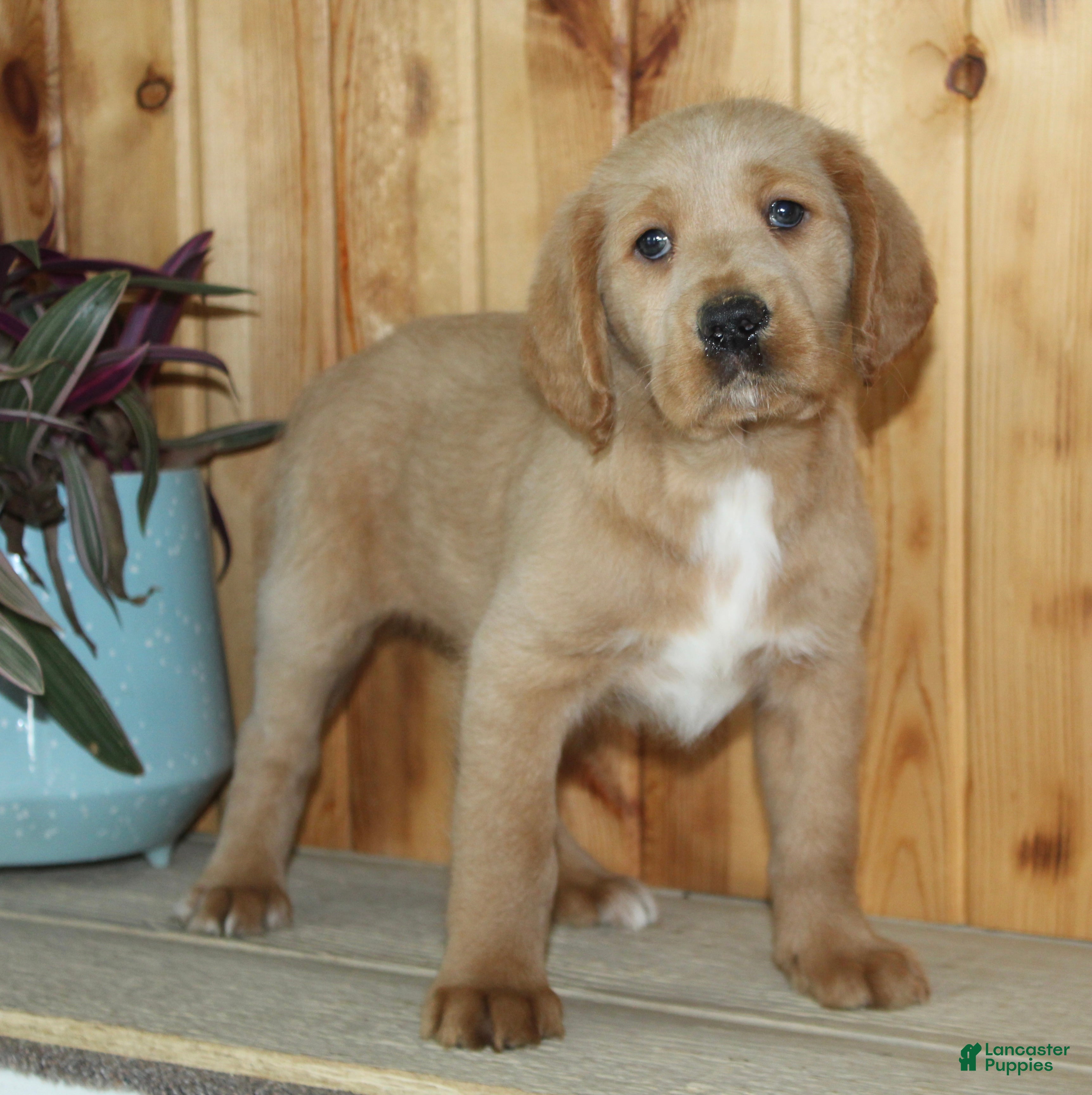 Labradoodle dogs Clyde  - Ad 1