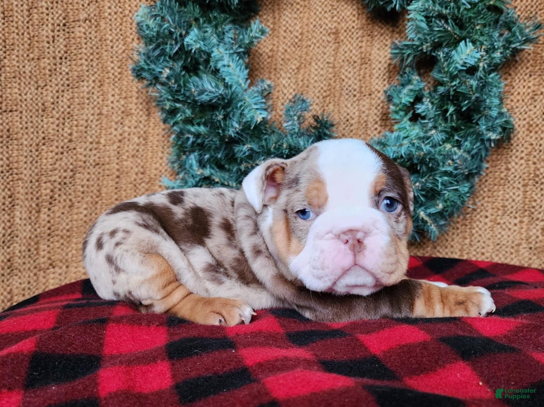 English Bulldog dogs for sale: Forrest - Ad 5