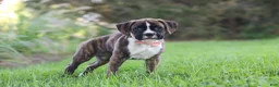 Boxer dogs for sale: Lacy - Ad 5