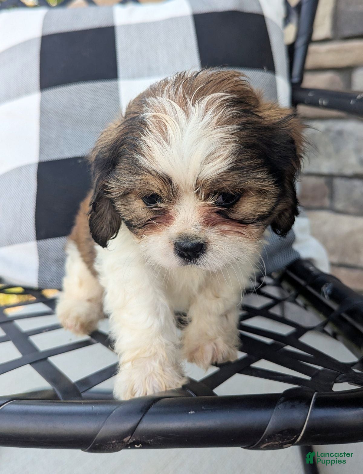 Mixed Breed dogs Sophie - Ad 2