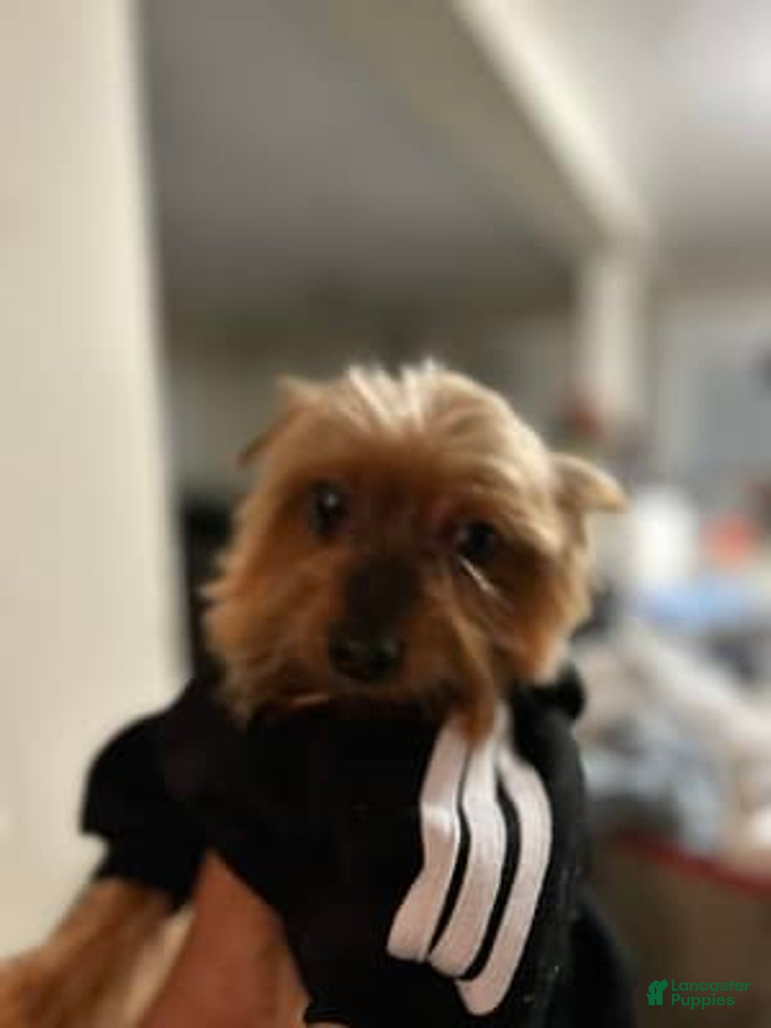 Gallery Image {{count}}