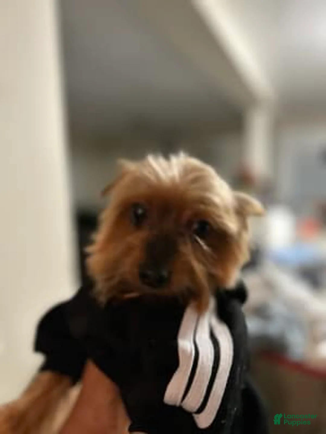 Gallery Image {{count}}