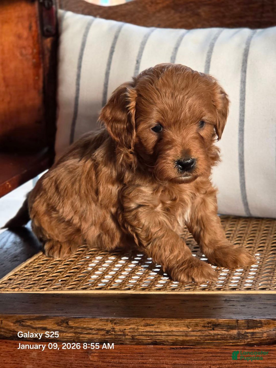 Mini Goldendoodle dogs for sale: Lady  - Ad 2