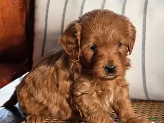 Mini Goldendoodle dogs Sasha - Ad 8