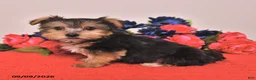 Yorkshire Terrier dogs for sale: Hank - Ad 5