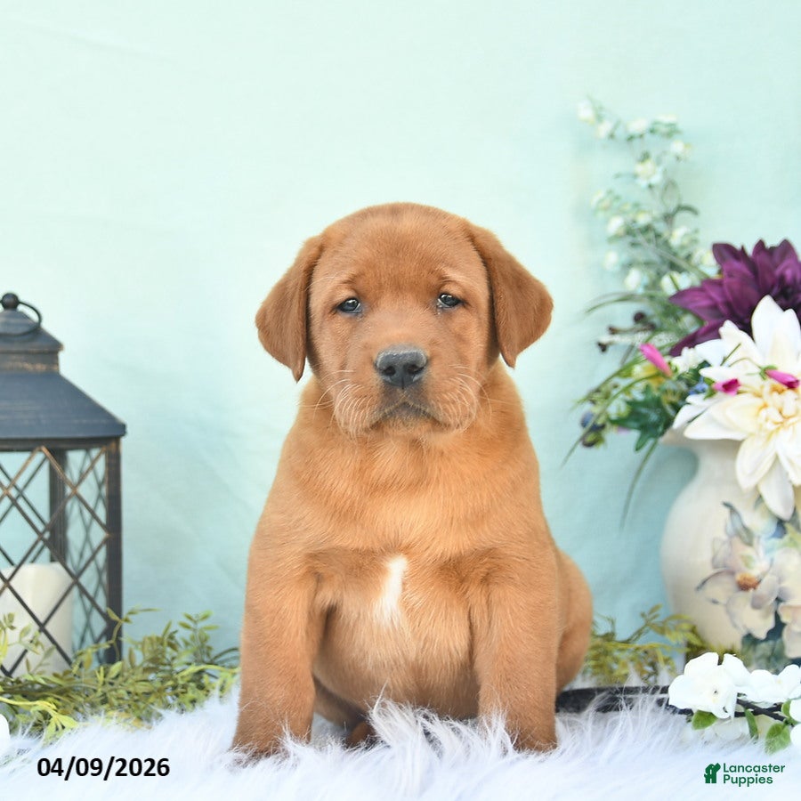 Labrador Retriever dogs Dakota  - Ad 1