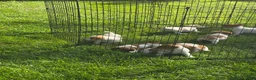 Jack Russell Terrier dogs for sale: Jack Russell Terrier 1 - Ad 4