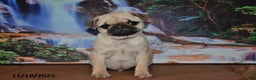 Pug dogs for sale: Rascal - Ad 1