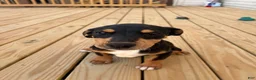 Mixed Breed dogs for sale: Freya - Ad 3