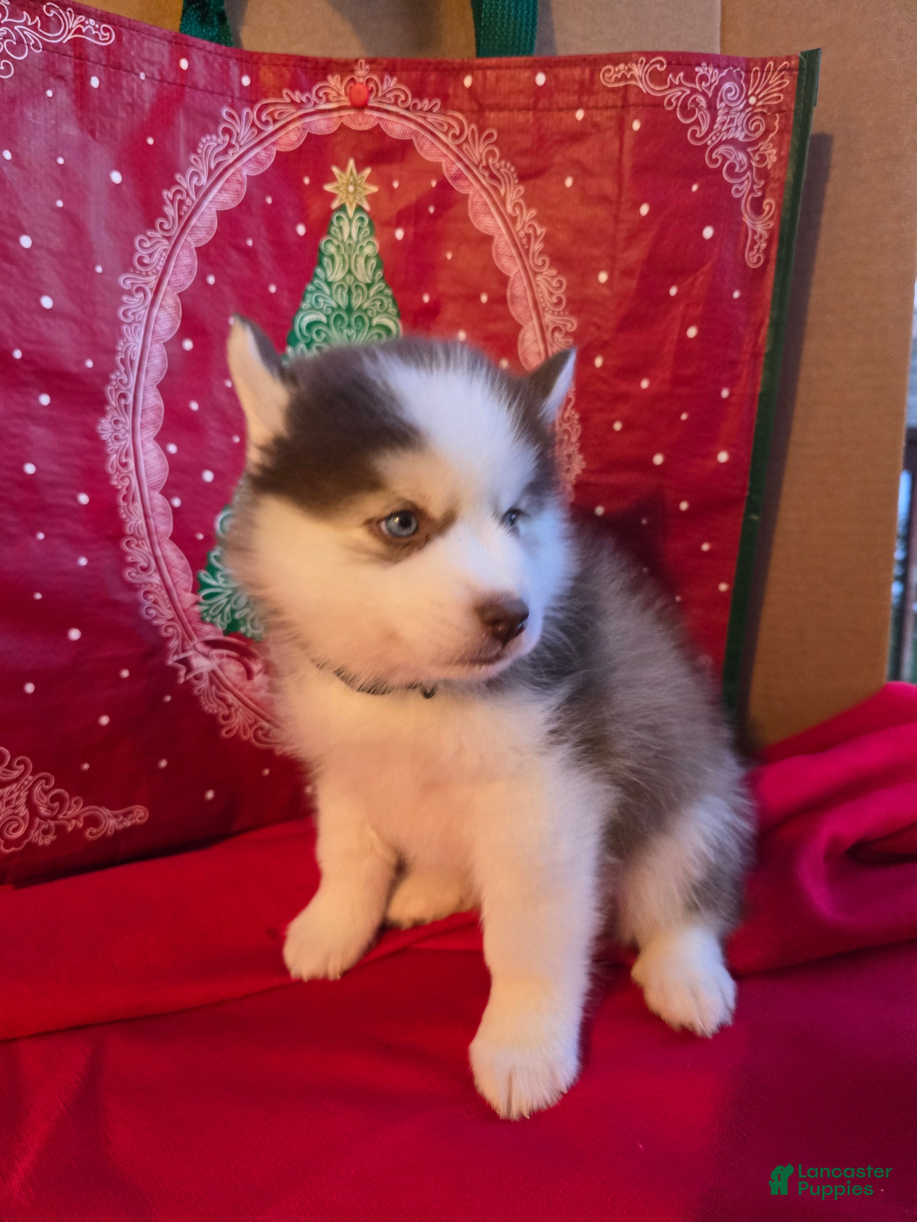 Pomsky dogs Bandit - Ad 4