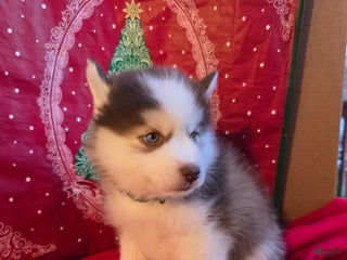 Pomsky dogs Bandit - Ad 4