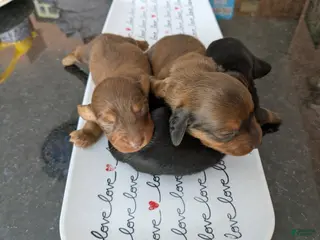 Dachshund dogs Dachshund Puppy 1 - Ad 34