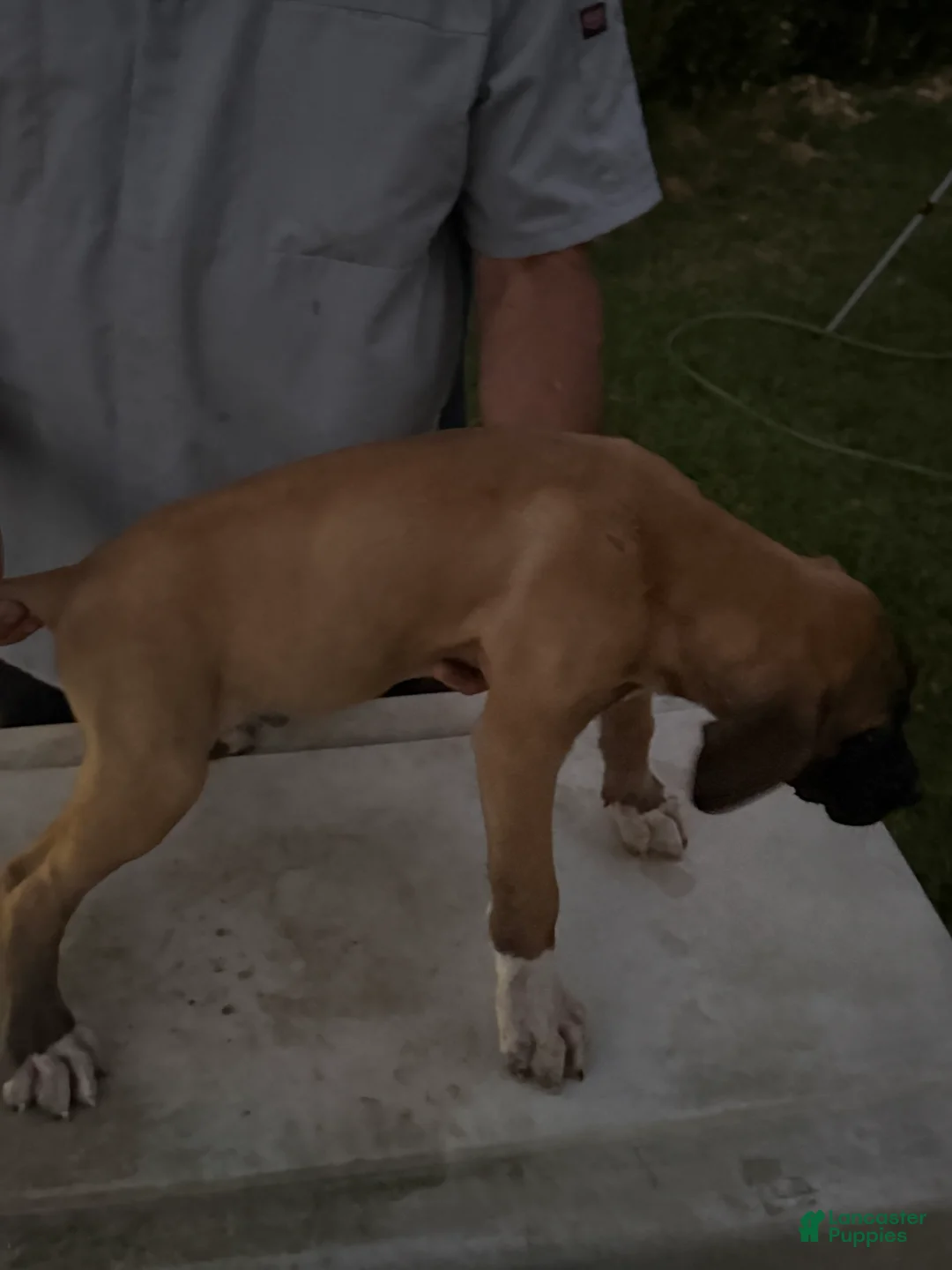 Mixed Breed dogs for sale: Tan Black snout white paws male - Ad 2