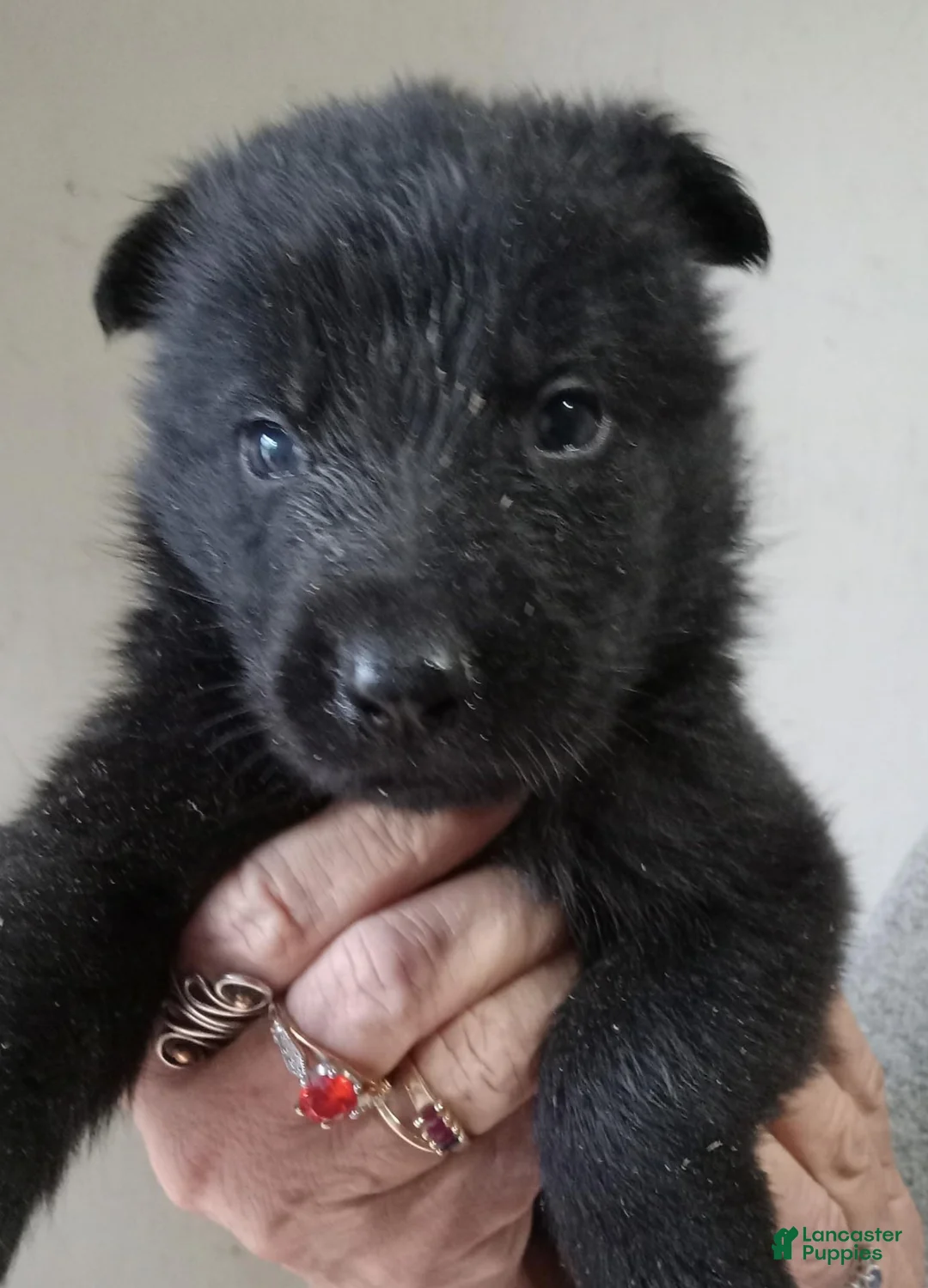 German Shepherd dogs for sale: German Shepherd 1 - Ad 1