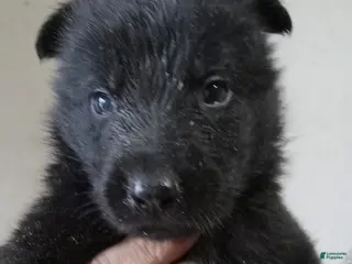 German Shepherd dogs German Shepherd 1 - Ad 37
