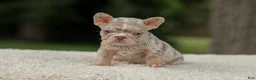 French Bulldog dogs for sale: Digger - Ad 13