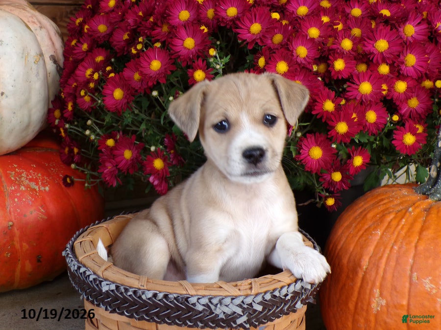 Jug dogs for sale: Candice - Ad 1