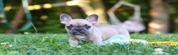 French Bulldog dogs for sale: Rocky - Ad 11