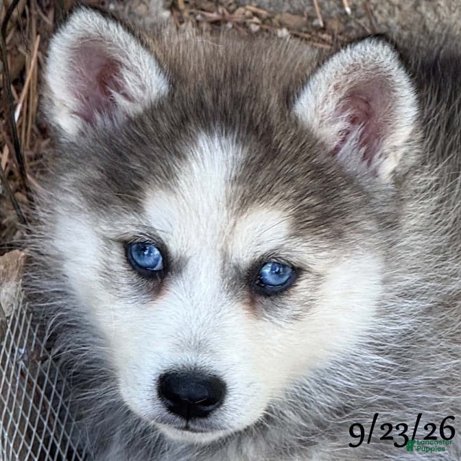 Mixed Breed dogs Mixed Breed 1 - Ad 2