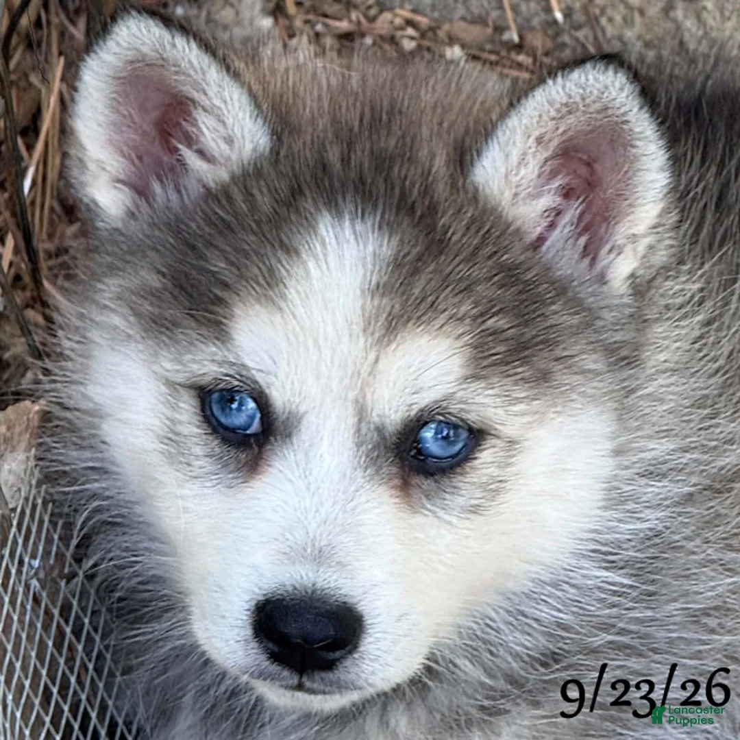 Mixed Breed dogs for sale: Mixed Breed 1 - Ad 2