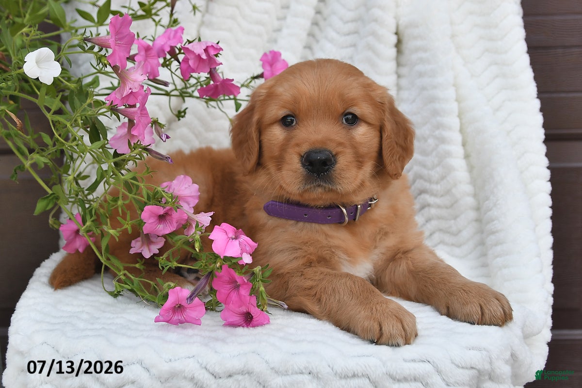 Golden Retriever dogs Camila - Ad 2