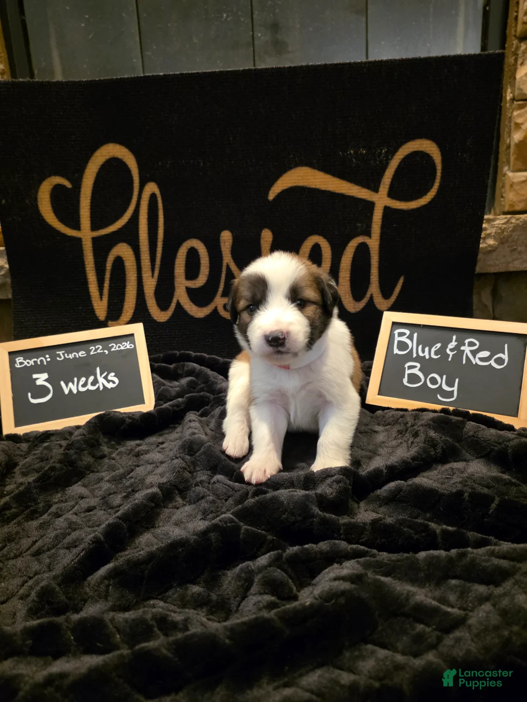 Mixed Breed dogs for sale: Blue-Red Boy - Ad 1