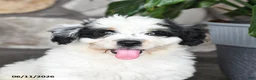 Mini Bernedoodle dogs for sale: Randy - Ad 3