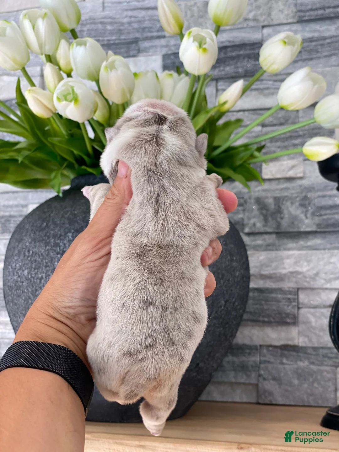 English Bulldog dogs for sale: ELOISE - Ad 2