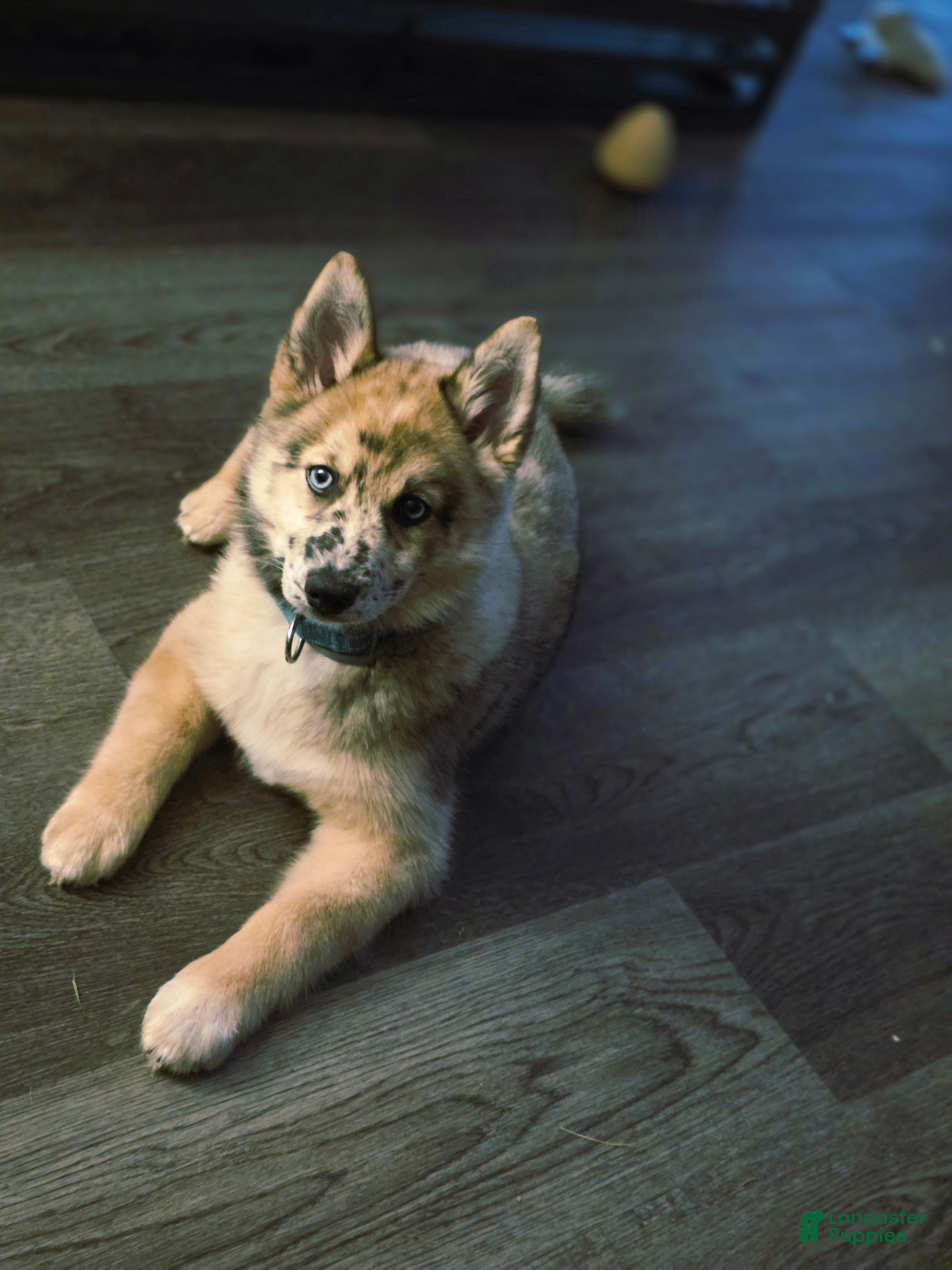 Pomsky dogs Pomsky Puppy 1 - Ad 42