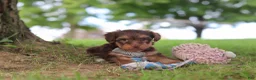 Yorkiepoo dogs for sale: Nougat - Ad 5