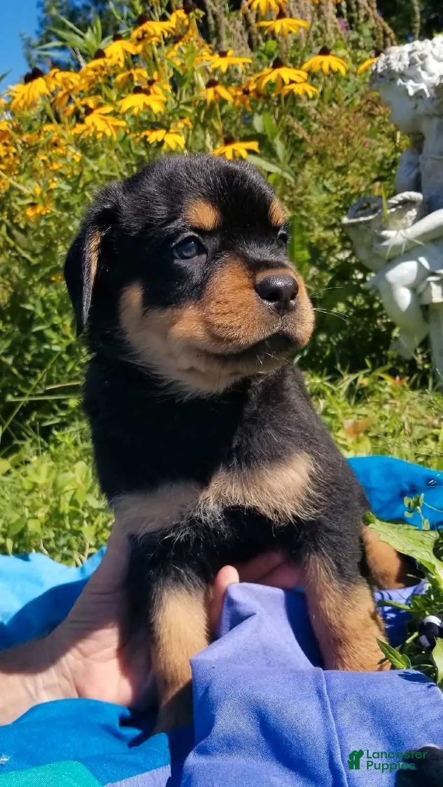 Rottweiler dogs Rottweiler Puppy 2 - Ad 42